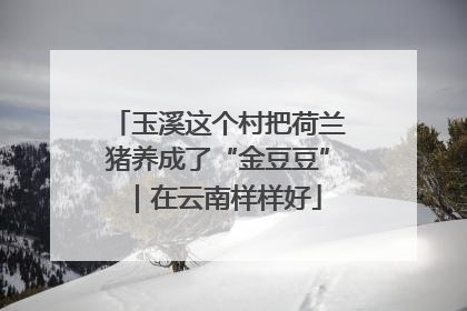 玉溪这个村把荷兰猪养成了“金豆豆”｜在云南样样好