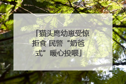 猫头鹰幼崽受惊拒食 民警“奶爸式”暖心投喂