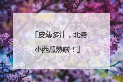 皮薄多汁，北务小西瓜熟啦！