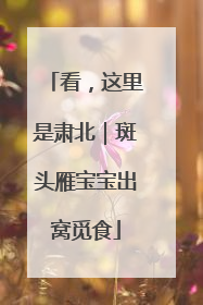 看，这里是肃北｜斑头雁宝宝出窝觅食