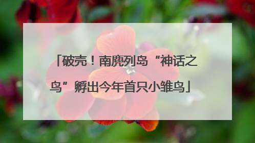 破壳！南麂列岛“神话之鸟”孵出今年首只小雏鸟