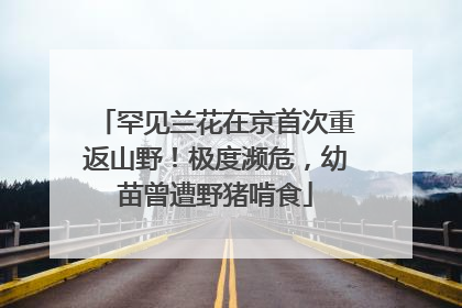罕见兰花在京首次重返山野！极度濒危，幼苗曾遭野猪啃食