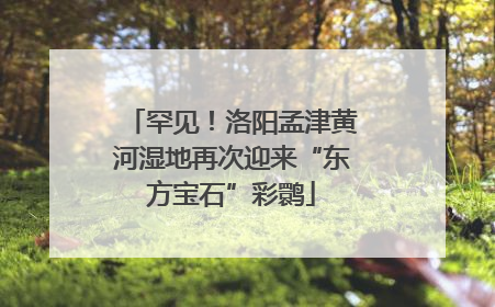 罕见！洛阳孟津黄河湿地再次迎来“东方宝石”彩鹮