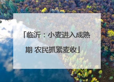 临沂：小麦进入成熟期 农民抓紧麦收
