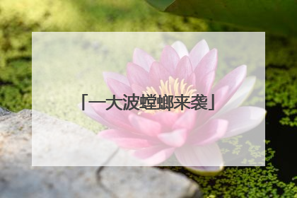 一大波螳螂来袭