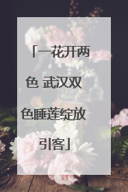 一花开两色 武汉双色睡莲绽放引客