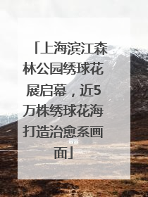上海滨江森林公园绣球花展启幕，近5万株绣球花海打造治愈系画面