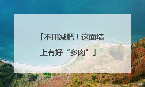 不用减肥！这面墙上有好“多肉”