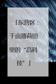 东营区：千亩薄荷田里的“高科技”