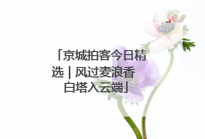 京城拍客今日精选｜风过麦浪香 白塔入云端
