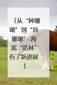 从“种珊瑚”到“育珊瑚” 海底“造林”有了新进展