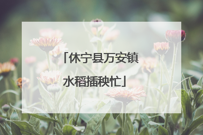 休宁县万安镇水稻插秧忙