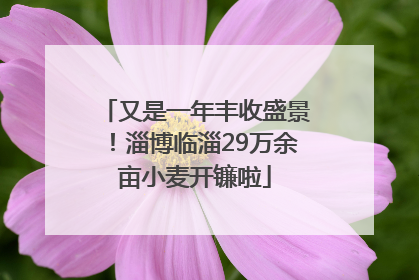又是一年丰收盛景！淄博临淄29万余亩小麦开镰啦