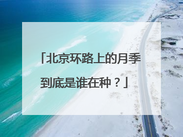 北京环路上的月季到底是谁在种？