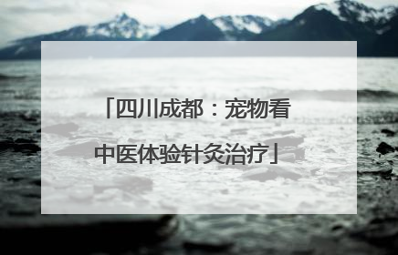 四川成都：宠物看中医体验针灸治疗