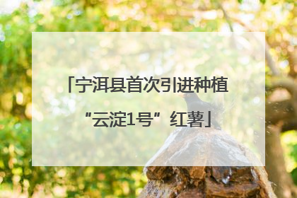 宁洱县首次引进种植“云淀1号”红薯