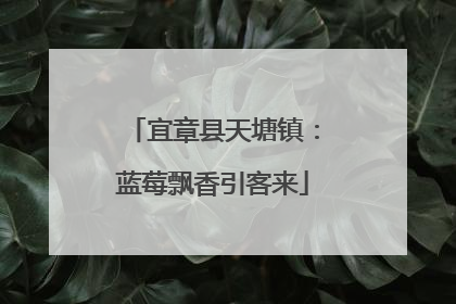 宜章县天塘镇：蓝莓飘香引客来