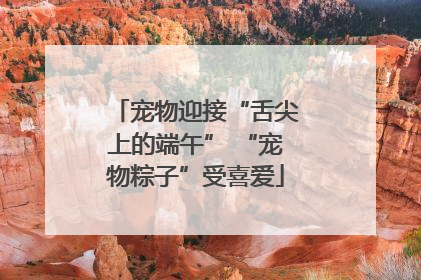 宠物迎接“舌尖上的端午” “宠物粽子”受喜爱
