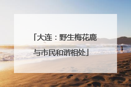 大连：野生梅花鹿与市民和谐相处