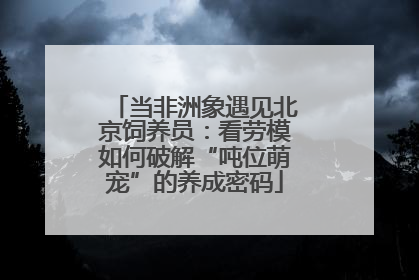 当非洲象遇见北京饲养员：看劳模如何破解“吨位萌宠”的养成密码