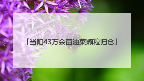 当阳43万余亩油菜颗粒归仓