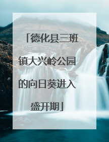 德化县三班镇大兴岭公园的向日葵进入盛开期