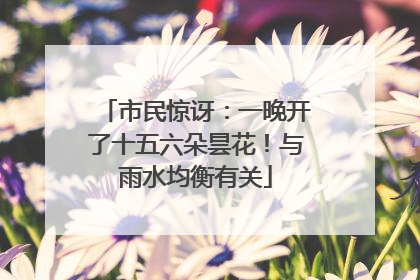 市民惊讶：一晚开了十五六朵昙花！与雨水均衡有关