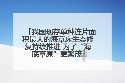 我国现存单种连片面积最大的海草床生态修复持续推进 为了“海底草原”更繁茂