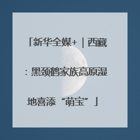 新华全媒+｜西藏：黑颈鹤家族高原湿地喜添“萌宝”