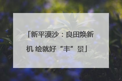 新平漠沙：良田焕新机 绘就好“丰”景