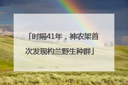 时隔41年，神农架首次发现杓兰野生种群