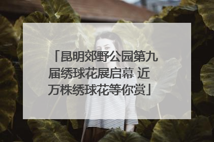 昆明郊野公园第九届绣球花展启幕 近万株绣球花等你赏