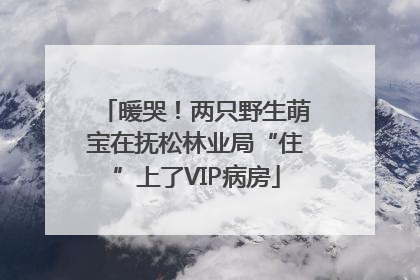 暖哭！两只野生萌宝在抚松林业局“住”上了VIP病房