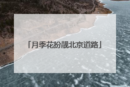 月季花扮靓北京道路