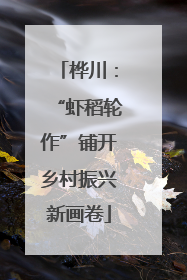 桦川：“虾稻轮作”铺开乡村振兴新画卷