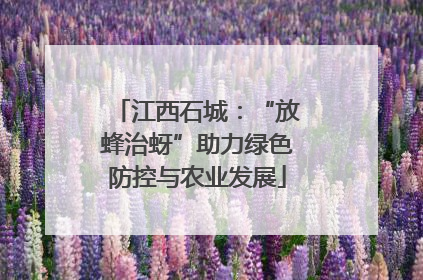 江西石城：“放蜂治蚜”助力绿色防控与农业发展