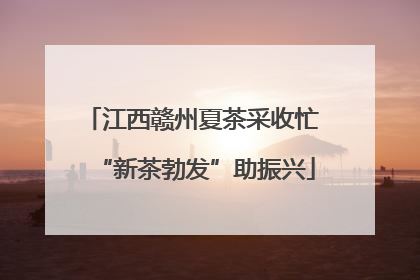 江西赣州夏茶采收忙 “新茶勃发”助振兴