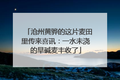 沧州黄骅的这片麦田里传来喜讯：一水未浇的旱碱麦丰收了