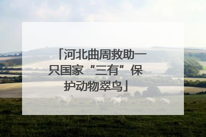 河北曲周救助一只国家“三有”保护动物翠鸟