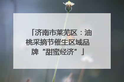 济南市莱芜区：油桃采摘节催生区域品牌“甜蜜经济”