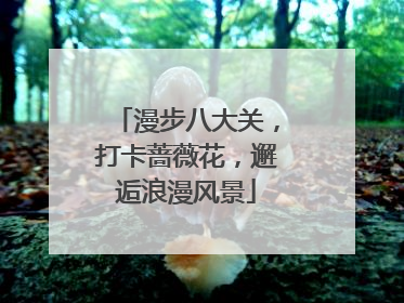 漫步八大关,打卡蔷薇花,邂逅浪漫风景