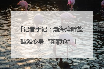 记者手记：渤海湾畔盐碱滩变身“新粮仓”
