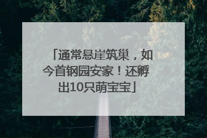 通常悬崖筑巢，如今首钢园安家！还孵出10只萌宝宝