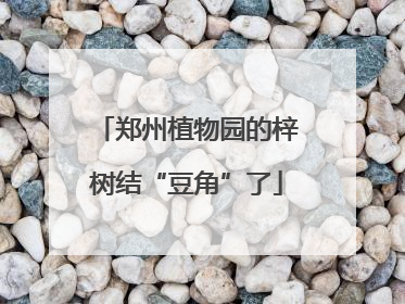 郑州植物园的梓树结“豆角”了