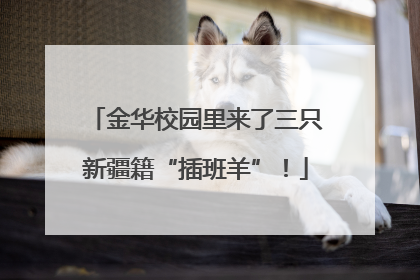 金华校园里来了三只新疆籍“插班羊”！