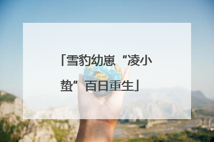 雪豹幼崽“凌小蛰”百日重生