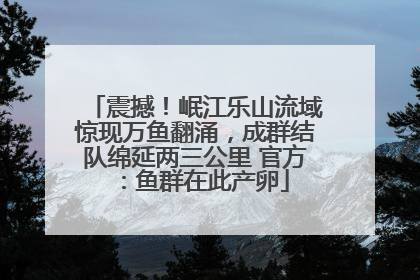 震撼！岷江乐山流域惊现万鱼翻涌，成群结队绵延两三公里 官方：鱼群在此产卵