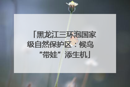 黑龙江三环泡国家级自然保护区：候鸟“带娃”添生机