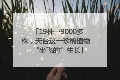 19株→9000多株，天台这一珍稀植物“坐飞的”生长